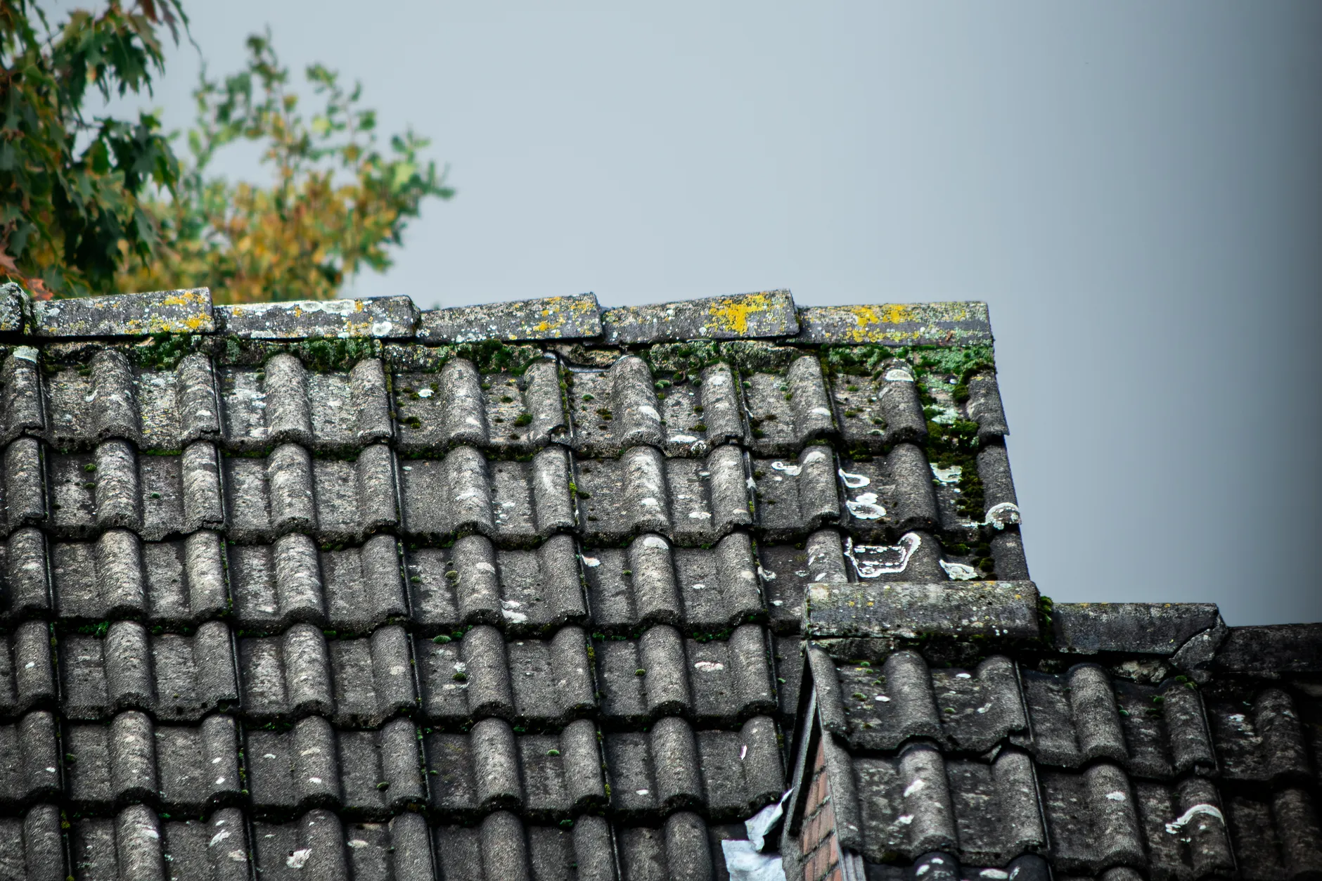 Moss Removal & Manual Scraping